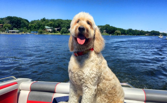 Poodle on Boat on Lake