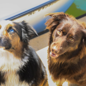 Australian Shepherds on Dock at Morningstar Marinas