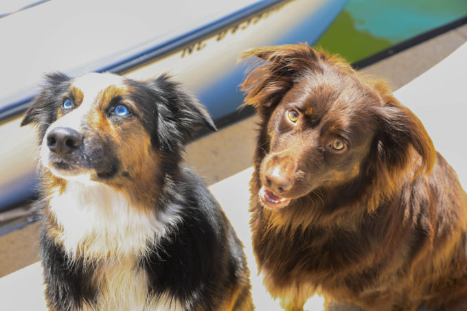 Australian Shepherds on Dock at Morningstar Marinas