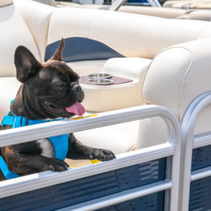 French Bulldog on Pontoon