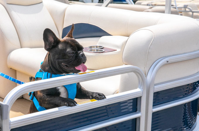 French Bulldog on Pontoon