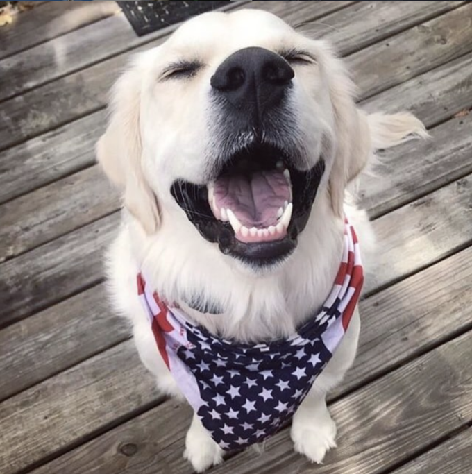Dog on dock in patriotic scarf