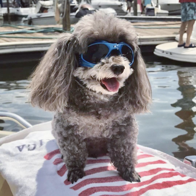 Dog in sunglasses on dock