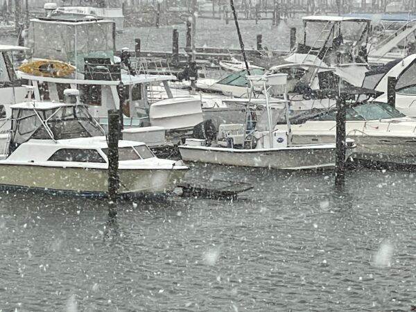 Snow at Morningstar Marina Little Creek